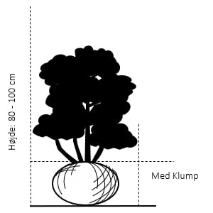 Kirsebærlaurbær 'Etna' Prunus Laurocerasus 'Etna' Med Klump,- 80-100 Cm. 2 Kirsebærlaurbær 'Etna' Prunus Laurocerasus 'Etna' Med Klump,- 80-100 Cm. - Billede 2