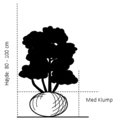 Forside 31 Forside -GrønGlæde Salgsbutik 103 med klump 80 100 cm d27b 4