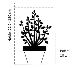 Sølvrøn Sorbus Mougeotii Potte 10 Liter 200-250 Cm. 2 Sølvrøn Sorbus Mougeotii Potte 10 Liter 200-250 Cm. - Billede 2