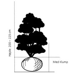 Storbladet Liguster Ligustrum Ovalifolium Med Klump,- 200-225 Cm. -GrønGlæde Salgsbutik 133 med klump 200 225 cm e4b6 1