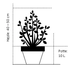 'Pearce's American Beauty' Rhododendron Hybrid 'Pearce's American Beauty' Potte 10 Liter 40-50 Cm. 2 'Pearce's American Beauty' Rhododendron Hybrid 'Pearce's American Beauty' Potte 10 Liter 40-50 Cm. - Billede 2