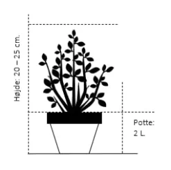 Forside 35 Forside -GrønGlæde Salgsbutik 193 potte 2 0 liter 20 25 cm 4ce4 1