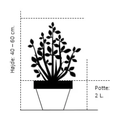 Klokkebusk 'Red Prince' Weigela Hybrid 'Red Prince' Potte 2,0 Liter,- 40-60 Cm. -GrønGlæde Salgsbutik 195 potte 2 0 liter 40 60 cm 165f 7