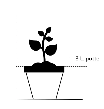 Sommerfuglebusk Buzz 'Ivory' Buddleja Buzz 'Ivory' 3,0 Liter Potte 2 Sommerfuglebusk Buzz 'Ivory' Buddleja Buzz 'Ivory' 3,0 Liter Potte - Billede 2