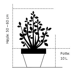 Kornel 'Midwinter Fire' Cornus Alba 'Midwinter Fire' Potte 10 Liter 50-60 Cm. 2 Kornel 'Midwinter Fire' Cornus Alba 'Midwinter Fire' Potte 10 Liter 50-60 Cm. - Billede 2