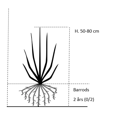 Vårguld 'Lynwood' Forsythia Intermedia 'Lynwood' Barrods,- 2 års (0/2) 50-80 Cm. 2 Vårguld 'Lynwood' Forsythia Intermedia 'Lynwood' Barrods,- 2 års (0/2) 50-80 Cm. - Billede 2