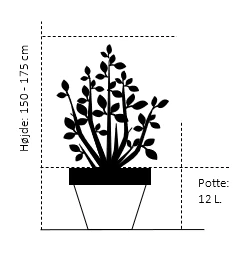 Hestekastanie Aesculus Hippocastanum Potte 12 Liter,- 150-175 Cm. 2 Hestekastanie Aesculus Hippocastanum Potte 12 Liter,- 150-175 Cm. - Billede 2