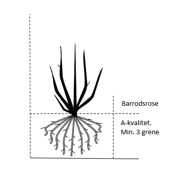 'Climbing Bonica' Rosa X 'Climbing Bonica' (Slyngrose) A-Kvalitet,- Barrods Roser Min. 3 Grene 2 'Climbing Bonica' Rosa X 'Climbing Bonica' (Slyngrose) A-Kvalitet,- Barrods Roser Min. 3 Grene - Billede 2