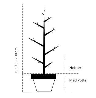 Japansk Røn Sorbus Commixta Heister 175-200 Cm. Med Potte 2 Japansk Røn Sorbus Commixta Heister 175-200 Cm. Med Potte - Billede 2