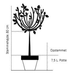 Forside 33 Forside -GrønGlæde Salgsbutik 537 opstammet 80 cm 7 5 liter potte e244 3