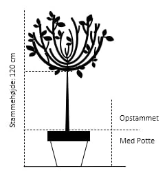 Forside 39 Forside -GrønGlæde Salgsbutik 57 opstammet 120 cm med potte f086 6