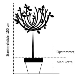 Hængende Hjertetræ Cercidiphyllum Japonicum 'Pendulum' Opstammet 150 Cm. Med Potte 2 Hængende Hjertetræ Cercidiphyllum Japonicum 'Pendulum' Opstammet 150 Cm. Med Potte - Billede 2