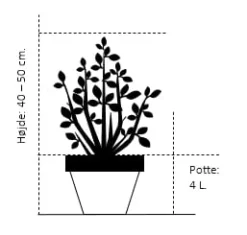 Syrén-Hortensia 'Pinky-Winky' ® Hydrangea Paniculata 'Pinky-winky' ® Potte 4,0 Liter,- 40-50 Cm. -GrønGlæde Salgsbutik 713 potte 4 0 liter 40 50 cm 998e 1