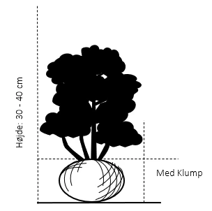 Buksbom 'Norðîc® Chicagoland Green' Buxus 'Norðîc® Chicagoland Green' Med Klump,- 30-40 Cm. 2 Buksbom 'Norðîc® Chicagoland Green' Buxus 'Norðîc® Chicagoland Green' Med Klump,- 30-40 Cm. - Billede 2