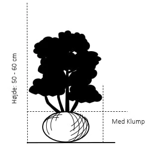 Mahonia Aquifolium 'Maqu' Mahonie 'Maqu' Med Klump,- 50-60 Cm. 2 Mahonia Aquifolium 'Maqu' Mahonie 'Maqu' Med Klump,- 50-60 Cm. - Billede 2