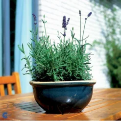 Ægte Lavendel Lavandula Angustifolia Pose Med Frø Eller Løg, 15 -GrønGlæde Salgsbutik fi10184 lavandula angustifolia 03ab