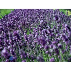 Ægte Lavendel Lavandula Angustifolia Pose Med Frø Eller Løg, 15 -GrønGlæde Salgsbutik fi10184 lavandula angustifolia 8fbf
