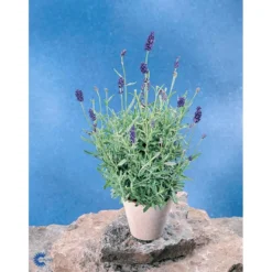 Ægte Lavendel Lavandula Angustifolia Pose Med Frø Eller Løg, 15 -GrønGlæde Salgsbutik fi10184 lavandula angustifolia fbba