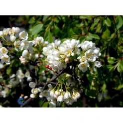 Paradisæble 'Fontana' Malus 'Fontana' Opstammet 120 Cm. Med Potte -GrønGlæde Salgsbutik fi110 malus fontana da0e