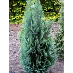 Blå Cypres Til Hæk Chamaecyparis Lawsoniana 'Columnaris' Potte 3,0 Liter,- 40-60 Cm. -GrønGlæde Salgsbutik fi1140 chamaecyparis laws columnaris 2a8a