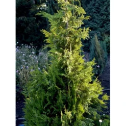 Cypres 'Ivonne' Chamaecyparis Lawsoniana 'Ivonne' Med Klump,- 80-100 Cm. -GrønGlæde Salgsbutik fi1163 chamaecyparis laws ivonne 7d70