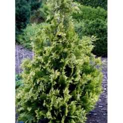 Cypres 'Ivonne' Chamaecyparis Lawsoniana 'Ivonne' Med Klump,- 80-100 Cm. -GrønGlæde Salgsbutik fi1163 chamaecyparis laws ivonne ee1d