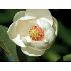 Paradisæble 'Hesse' Malus Sieboldii 'Hesse' 4-8 Grene, 150-200 Cm. 10 Liter Potte (A-2) -GrønGlæde Salgsbutik fi13495 magnolia sieboldii 9198