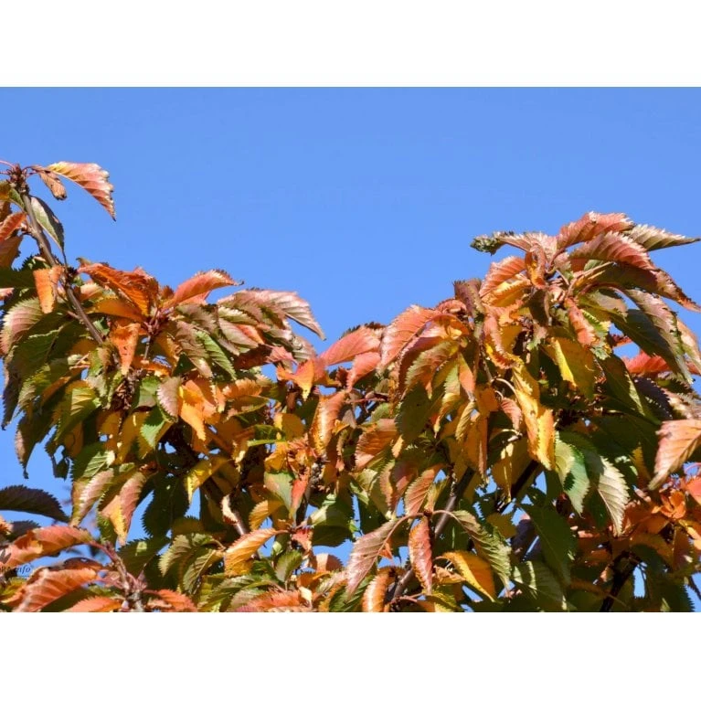 Japansk Bjergkirsebær Prunus Nipponica 'Brillant' Opstammet 50 Cm. 7,5 Liter Potte 3 Japansk Bjergkirsebær Prunus Nipponica 'Brillant' Opstammet 50 Cm. 7,5 Liter Potte - Billede 3