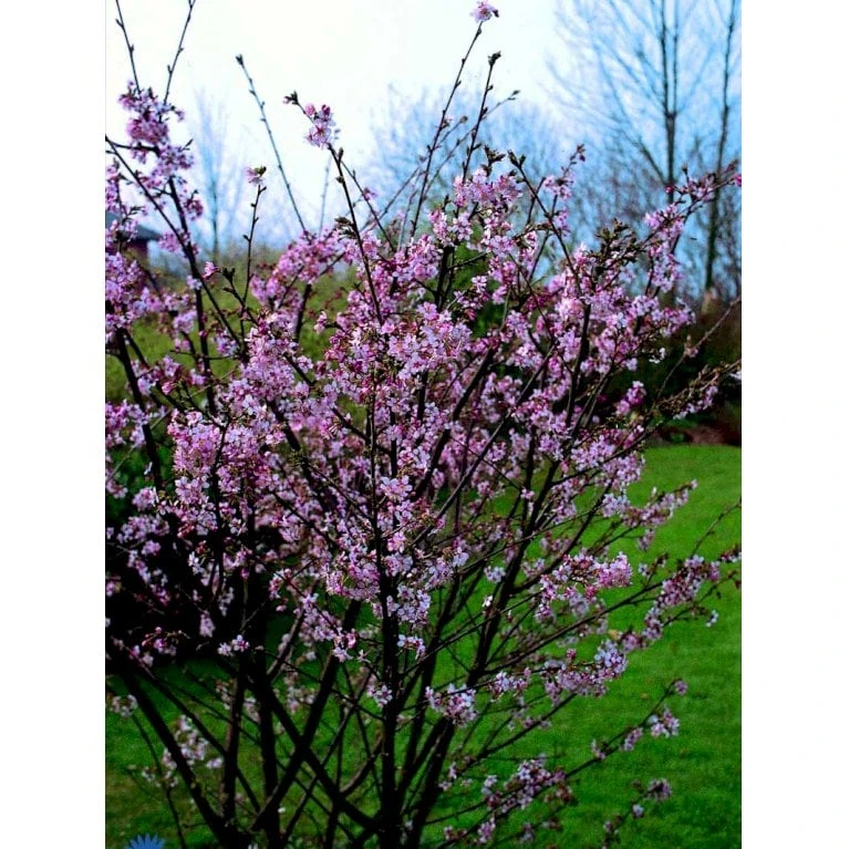 Japansk Bjergkirsebær Prunus Nipponica 'Brillant' Opstammet 50 Cm. 7,5 Liter Potte 5 Japansk Bjergkirsebær Prunus Nipponica 'Brillant' Opstammet 50 Cm. 7,5 Liter Potte - Billede 5