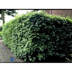 Naur Acer Campestre Solitær Busk 150-200 Cm. Høj,- 60-100 Cm. Bred. -GrønGlæde Salgsbutik fi13628 acer campestre 10fa