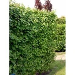 Naur Acer Campestre Solitær Busk 150-200 Cm. Høj,- 60-100 Cm. Bred. -GrønGlæde Salgsbutik fi13628 acer campestre 5b8d