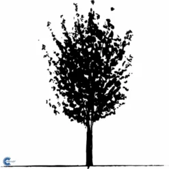 Naur Acer Campestre Solitær Busk 150-200 Cm. Høj,- 60-100 Cm. Bred. -GrønGlæde Salgsbutik fi13628 acer campestre 66aa