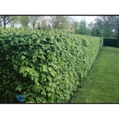 Naur Acer Campestre Solitær Busk 150-200 Cm. Høj,- 60-100 Cm. Bred. -GrønGlæde Salgsbutik fi13628 acer campestre 9fb6