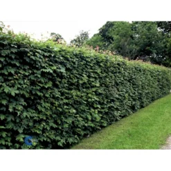 Naur Acer Campestre Solitær Busk 150-200 Cm. Høj,- 60-100 Cm. Bred. -GrønGlæde Salgsbutik fi13628 acer campestre c328