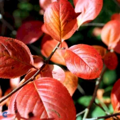 Storfrugtet Surbær Aronia Melanocarpa Solitær Busk 125-150 Cm., Med Klump 11 Storfrugtet Surbær Aronia Melanocarpa Solitær Busk 125-150 Cm., Med Klump -GrønGlæde Salgsbutik fi13767 aronia melanocarpa 2ada