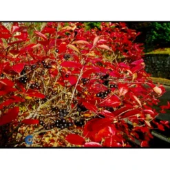 Storfrugtet Surbær Aronia Melanocarpa Solitær Busk 125-150 Cm., Med Klump 12 Storfrugtet Surbær Aronia Melanocarpa Solitær Busk 125-150 Cm., Med Klump -GrønGlæde Salgsbutik fi13767 aronia melanocarpa 906f