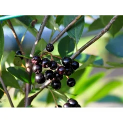 Storfrugtet Surbær 'Hugin' Aronia Melanocarpa 'Hugin' Potte 3,0 Liter,- Opbundet -GrønGlæde Salgsbutik fi13770 aronia melanocarpa hugin 42ef