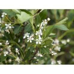 Storfrugtet Surbær 'Hugin' Aronia Melanocarpa 'Hugin' Potte 3,0 Liter,- Opbundet -GrønGlæde Salgsbutik fi13770 aronia melanocarpa hugin 9fb4