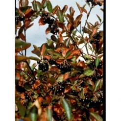 Storfrugtet Surbær 'Hugin' Aronia Melanocarpa 'Hugin' Potte 3,0 Liter,- Opbundet -GrønGlæde Salgsbutik fi13770 aronia melanocarpa hugin e7ec