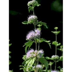 Blåskæg 'Kew Blue' Caryopteris Clandonensis 'Kew Blue' Potte 4,0 Liter,- 30-40 Cm. -GrønGlæde Salgsbutik fi14205 caryopteris clandon kew blue 5fd6