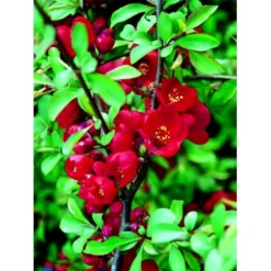 Japansk Kvæde 'Crimson And Gold' Chaenomeles Hyb. 'Crimson And Gold' 3,5 Liter Potte 7 Japansk Kvæde 'Crimson And Gold' Chaenomeles Hyb. 'Crimson And Gold' 3,5 Liter Potte -GrønGlæde Salgsbutik fi14255 chaenomeles hyb crimson and gold 4701