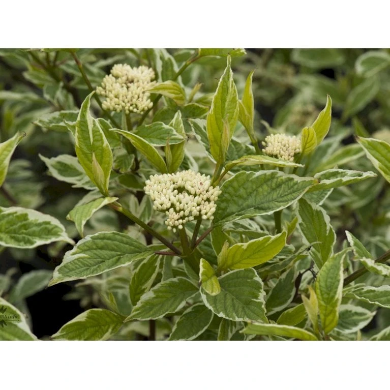 Hvidbroget Kornel 'Sibirica Variegata' Cornus Alba 'Sibirica Variegata' Potte 6,5 Liter 50-60 Cm. 3 Hvidbroget Kornel 'Sibirica Variegata' Cornus Alba 'Sibirica Variegata' Potte 6,5 Liter 50-60 Cm. - Billede 3