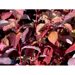 Rødgrenet Kornel 'Sibirica' Cornus Alba 'Sibirica' Barrods,- 1 års (0/1) 50-80 Cm. -GrønGlæde Salgsbutik fi14314 cornus alba sibirica 12d8