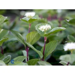 Rødgrenet Kornel 'Sibirica' Cornus Alba 'Sibirica' Barrods,- 1 års (0/1) 50-80 Cm. -GrønGlæde Salgsbutik fi14314 cornus alba sibirica 9caf