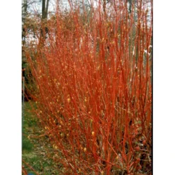 Rødgrenet Kornel 'Sibirica' Cornus Alba 'Sibirica' Barrods,- 1 års (0/1) 50-80 Cm. -GrønGlæde Salgsbutik fi14314 cornus alba sibirica add9