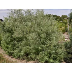 Smalbladet Sølvblad Elaeagnus Angustifolia Solitær Busk 125-150 Cm., Med Klump -GrønGlæde Salgsbutik fi14582 elaeagnus angustifolia 0be2