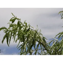 Smalbladet Sølvblad Elaeagnus Angustifolia Solitær Busk 125-150 Cm., Med Klump
