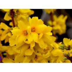 Vårguld 'Goldrausch' Forsythia Intermedia 'Goldrausch' Potte 2,0 Liter,- 40-60 Cm. -GrønGlæde Salgsbutik fi14868 forsythia intermedia goldrausch a658