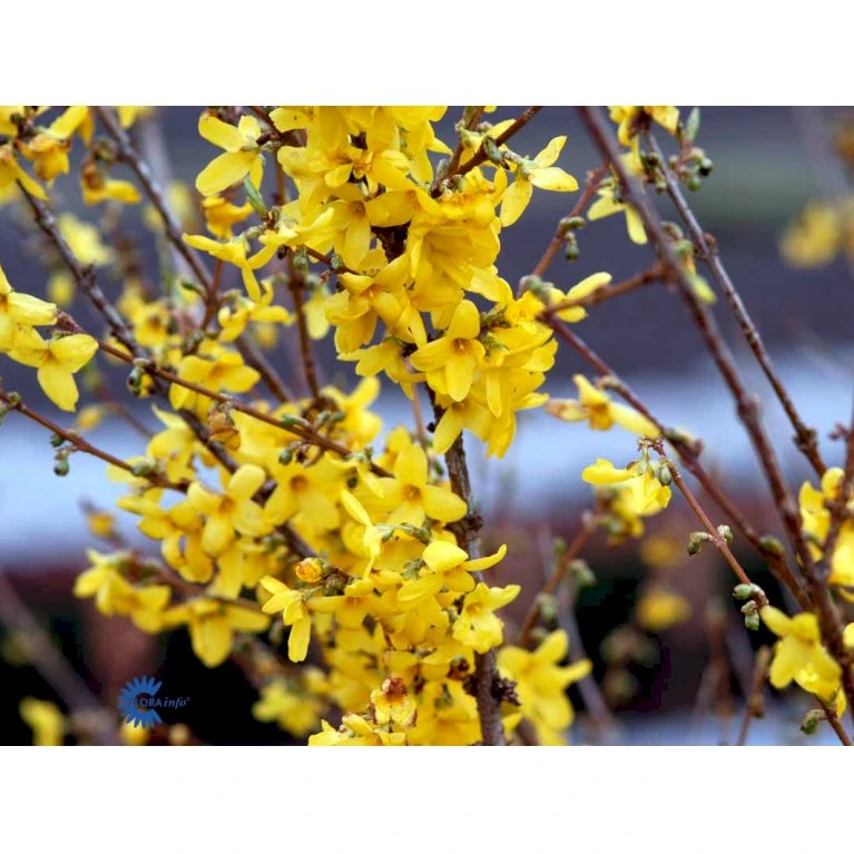 Vårguld 'Lynwood' Forsythia Intermedia 'Lynwood' Barrods,- 2 års (0/2) 50-80 Cm. 6 Vårguld 'Lynwood' Forsythia Intermedia 'Lynwood' Barrods,- 2 års (0/2) 50-80 Cm. - Billede 6