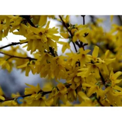 Vårguld 'Lynwood' Forsythia Intermedia 'Lynwood' Barrods,- 2 års (0/2) 50-80 Cm. 16 Vårguld 'Lynwood' Forsythia Intermedia 'Lynwood' Barrods,- 2 års (0/2) 50-80 Cm. -GrønGlæde Salgsbutik fi14870 forsythia intermedia lynwood 476a